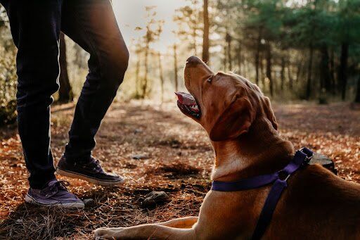 dog bite attorney tampa